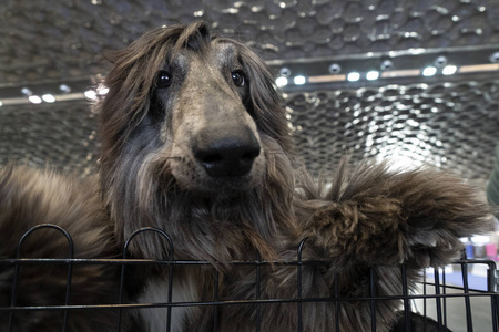 Afghan greyhound dog 