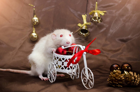 白色可爱的老鼠坐在自行车上和红色的球，在新年装饰，在棕色的背景和复写空间明信片