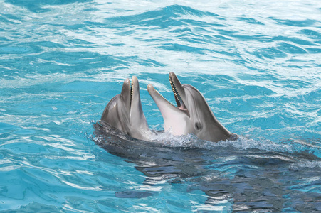 海豚。两只宽吻海豚在水中