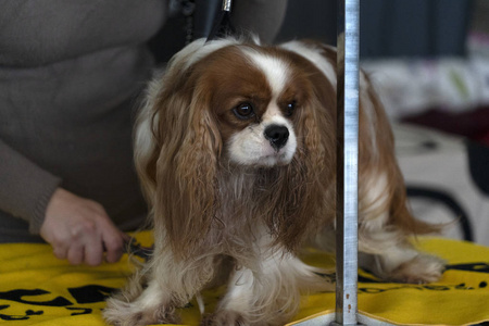 骑士王犬特写被梳理图片