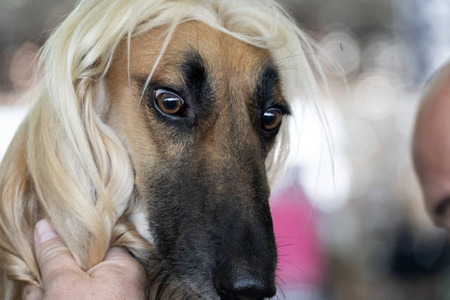 afghan greyhound dog 照片
