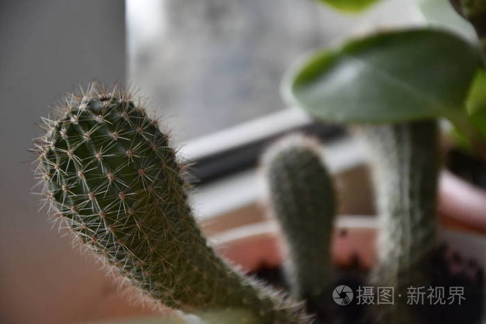 柳树 植物 花园 树叶 自然 美女 分支 沙漠 夏天 美丽的