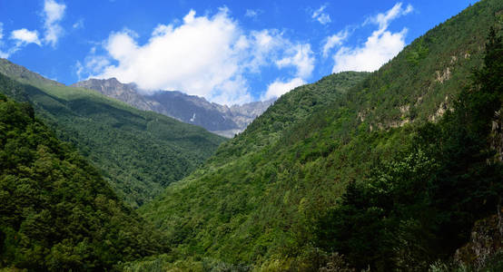 旅行 森林 全景图 格鲁吉亚 旅游业 自然 山谷 高加索