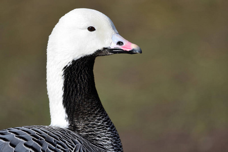 Emperor goose anser canagicus