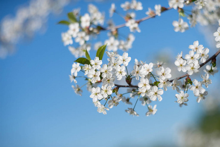 植物区系 季节 花的 樱桃 花园 盛开 天空 美女 春天