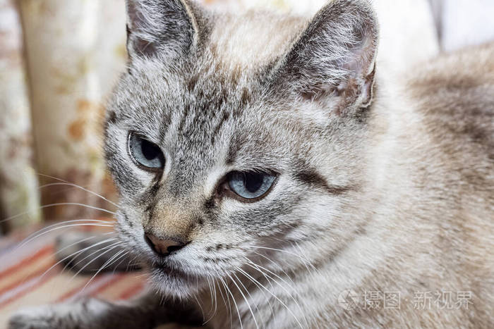 猫头毛茸茸的红黑猫头,特写肖像肖像 眼睛 特写镜头 斑猫 宠物 动物