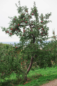 An apple tree in an orchard with ripe red apples 