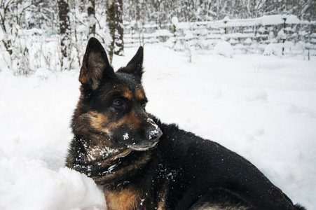 躺在雪地上的德国牧羊犬。在雪中欢喜。