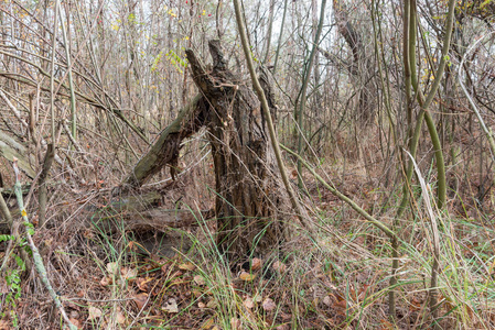 枯死的植物图片