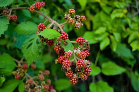 自然 食物 特写镜头 浆果 夏天 美味的 水果 黑莓 植物