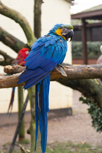 金刚鹦鹉在树枝上，蓝黄色的彩色鹦鹉在动物园里。