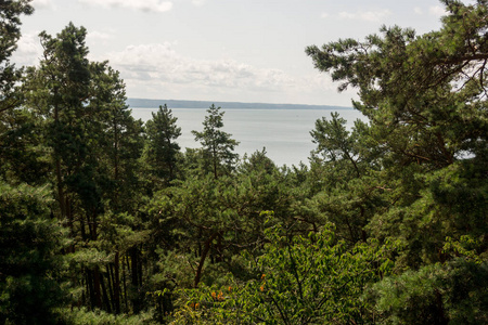  sea seen from above the trees