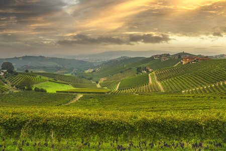 Langhe panorama, Barbaresco vineyards view at sunset, Piedmont, 