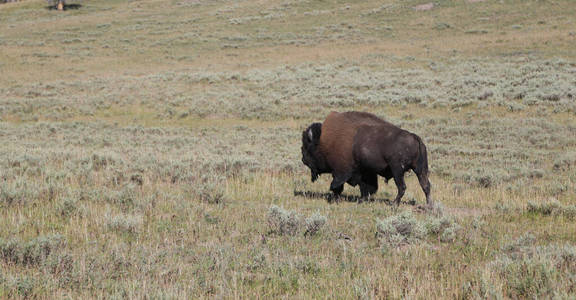 喇叭 怀俄明州 国家的 荒野 水牛 公园 草地 自然 美国