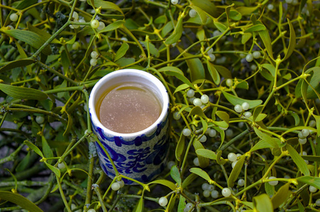 自然 传统 植物学 树叶 浆果 槲寄生 粘液 植物 公园