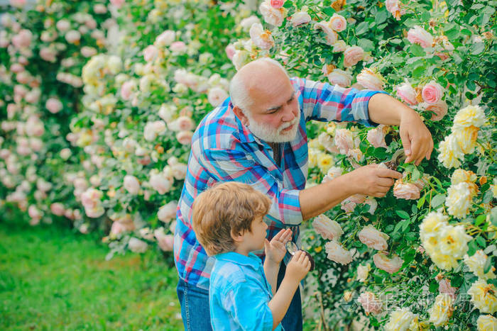 爷爷和孙子在花园里赏花。快乐的园丁开着春花。生活方式和家庭生活。