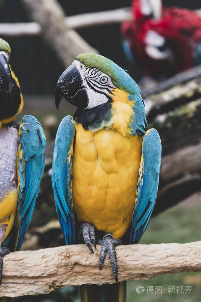 金刚鹦鹉在树枝上蓝黄色的彩色鹦鹉在动物园里