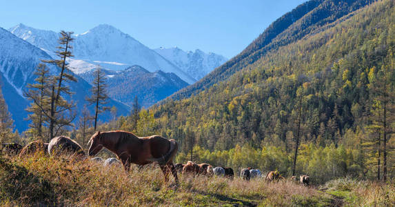 马在风景如画的山谷里吃草图片