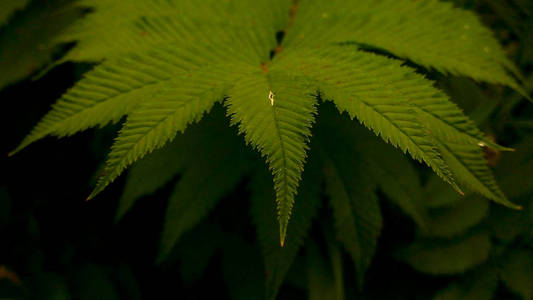 环境 植物区系 花园 森林 颜色 生长 植物 纹理 特写镜头