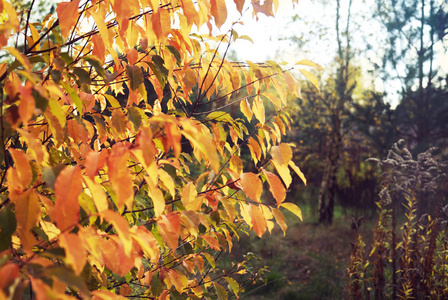 植物 木材 风景 季节 天空 树叶 自然 公园 环境 秋天