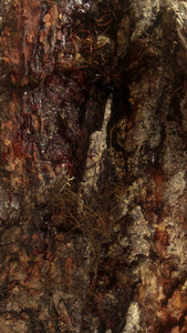 落叶松 自然 材料 树皮 纹理 特写镜头 古老的 颜色 木材
