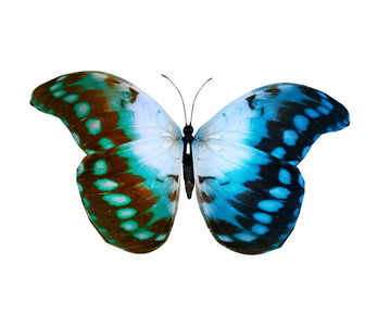自然 梦想 环境 动物 夏天 野生动物 生物学 颜色 蝴蝶