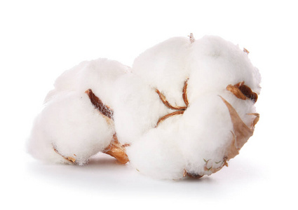 孤立的棉花厂花图片