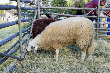 ZAWOJA, POLAND  SEPTEMBER 29, 2019 White sheep eat hay in the 