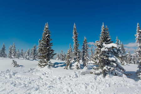 美丽的冬季景观。雪山森林。