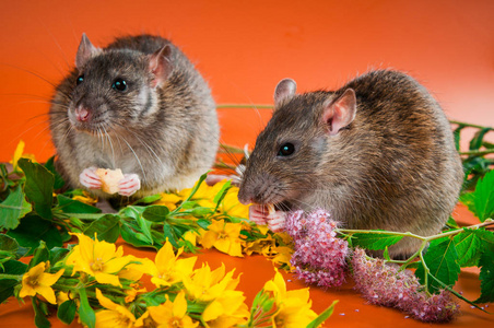 聪明的老鼠聪明的老鼠在明亮的橙色背景下是刺猬色的照片