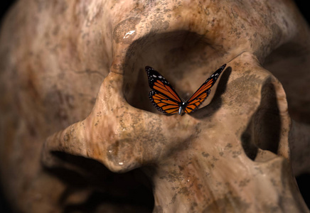 带蝴蝶的骷髅头照片