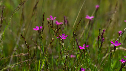 Pink flowers in the field 