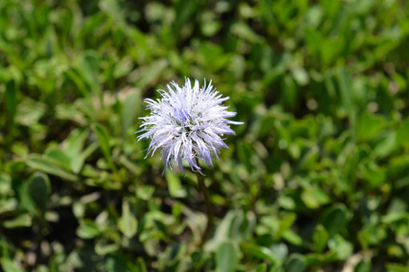 雏菊