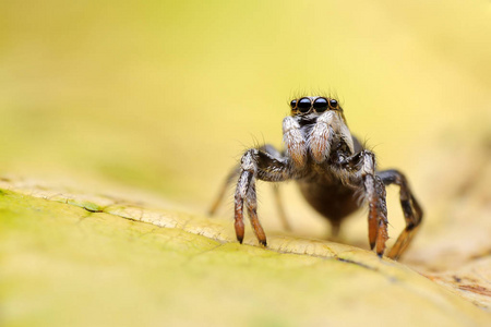 动物 蜘蛛 自然光 特写镜头 昆虫学 野生动物 显微照相
