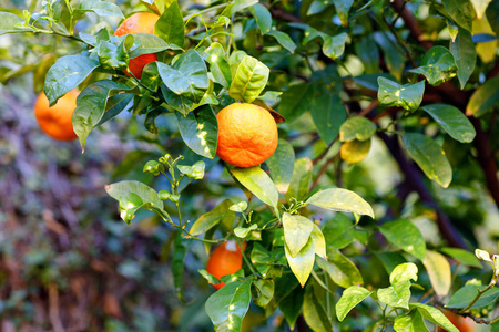 在种植园或家庭果园结果实的橘子树.意大利利古里亚地区照片