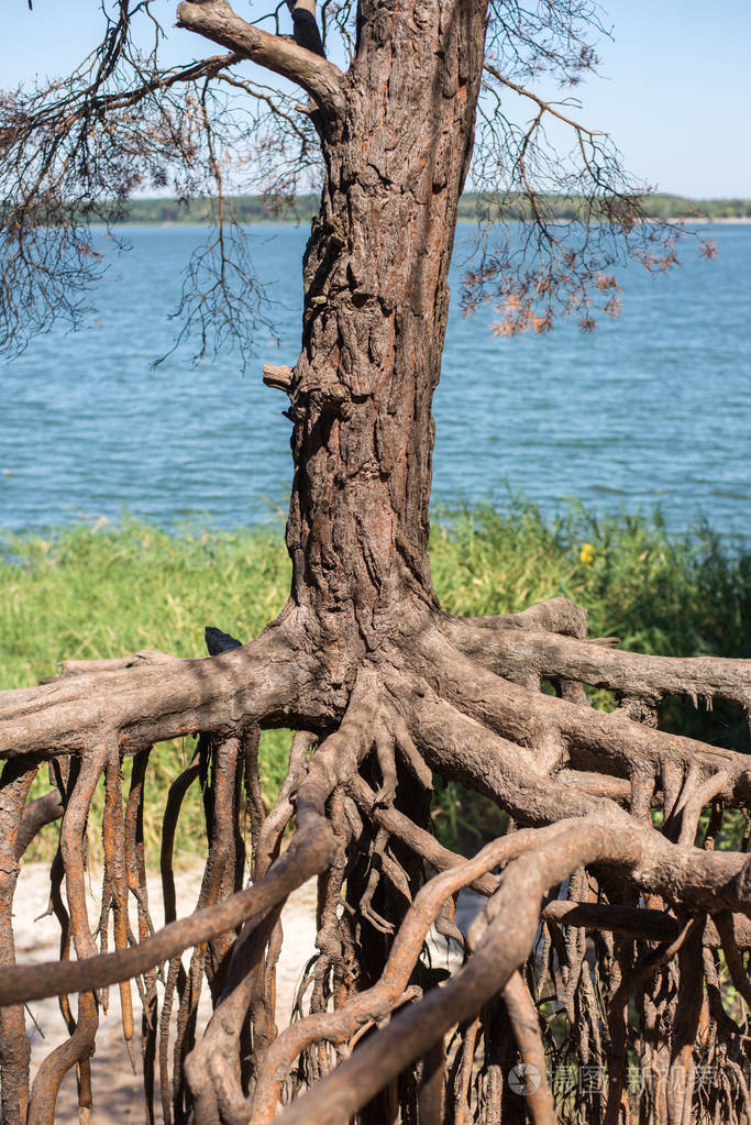 森林中有不寻常根的干燥松树根系统