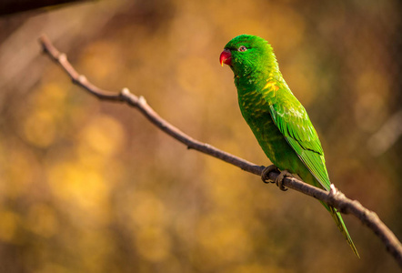 颜色 可爱的 宠物 美丽的 雨林 分支 鹦鹉 动物园 动物群