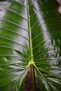 Green leaves pattern texture background giant taro leaf araceae 