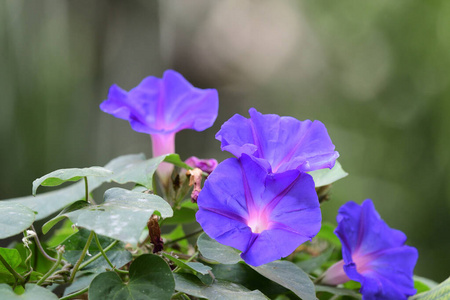 紫色蕹菜图片