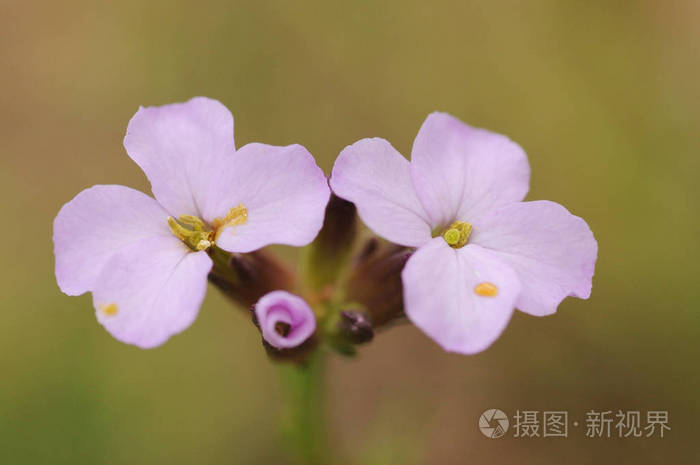 波波维红刺槐美丽的十字花科墙花，有紫色的花，出现在安达卢西亚中部和西部的山区，那里是当地特有的