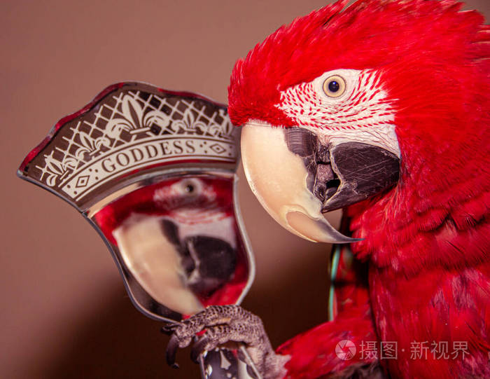 greenwingedmacawpetparrotholdingamirrorthatsaysgoddess