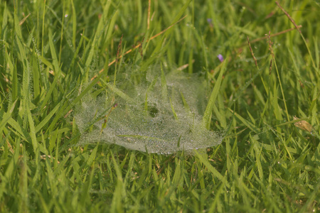 雨滴 夏天 液滴 植物 颜色 纹理 生长 郁郁葱葱 露水