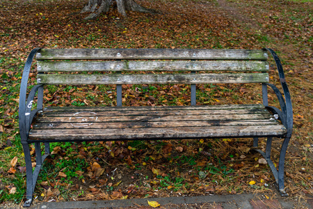 Empty bench in autumn park. Colorful trees and fallen leaves in 