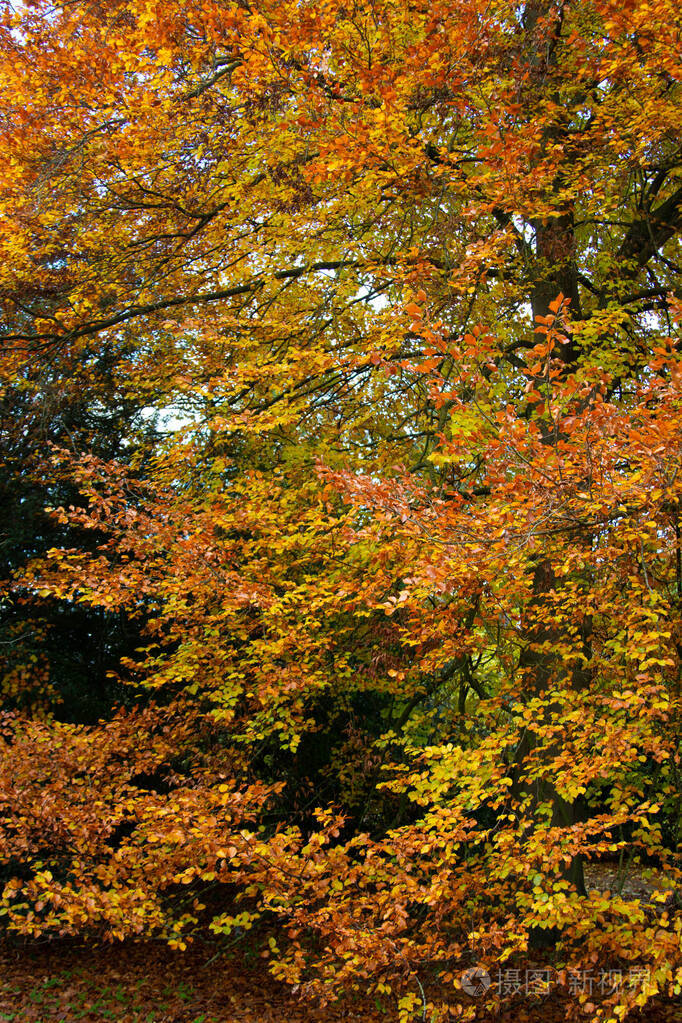 公园里的秋天橙黄色的树