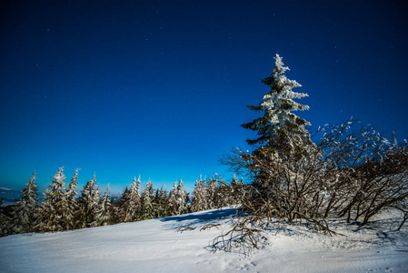 神秘神奇的雪松夜景