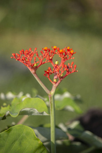 花园 天堂 分支 丛林 艺术 森林 春天 植物 开花 夏天