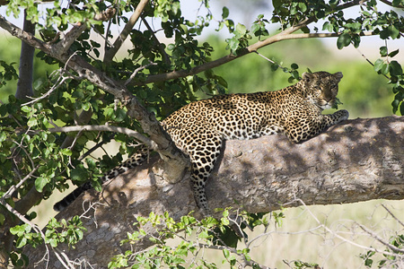 阴影 动物 豹子 肯尼亚 动物园 栖息地 野生动物 分支