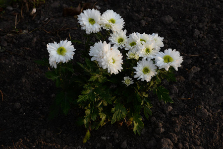 花束 树叶 花瓣 菊花