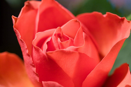 颜色 植物 盛开 自然 芳香 粉红色 阳光 特写镜头 花瓣