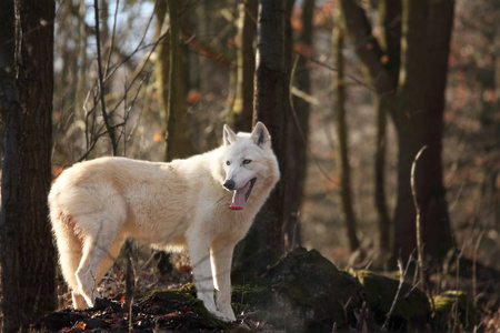 An Arctic Wolf Canis lupus arctos staying in wet grass in fron